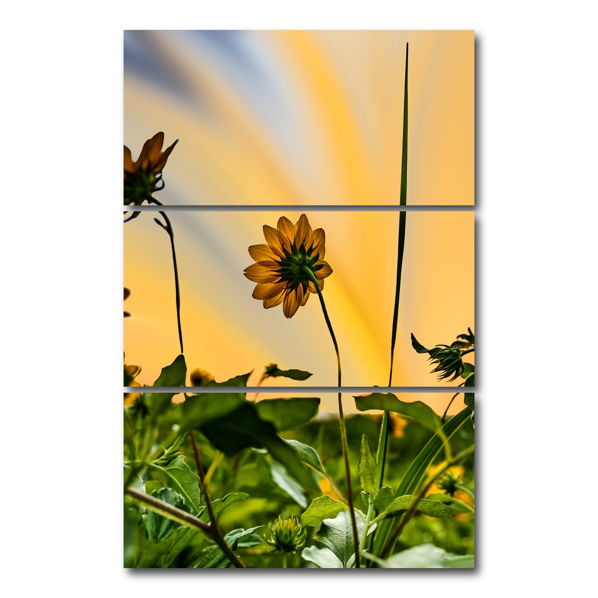 AUTO-MOCKUP WHITE | Beach Sunflowers | 3 Piece | Gallery Wrap Canvas | group=12x24_stacked