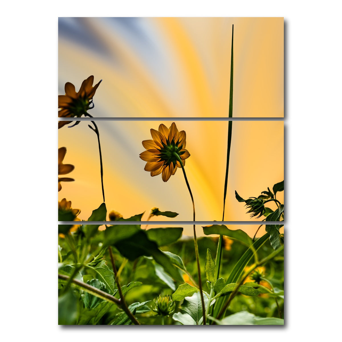 AUTO-MOCKUP WHITE | Beach Sunflowers | 3 Piece | Gallery Wrap Canvas | group=8x18_stacked