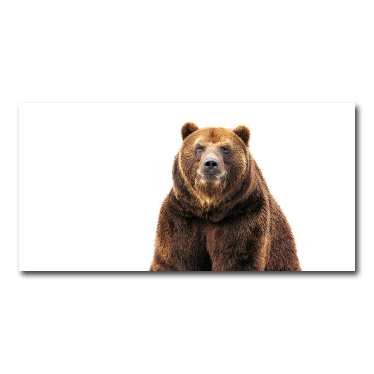 AUTO-MOCKUP WHITE | Bear on white | 1 Piece | Gallery Wrap Canvas | group=2x1