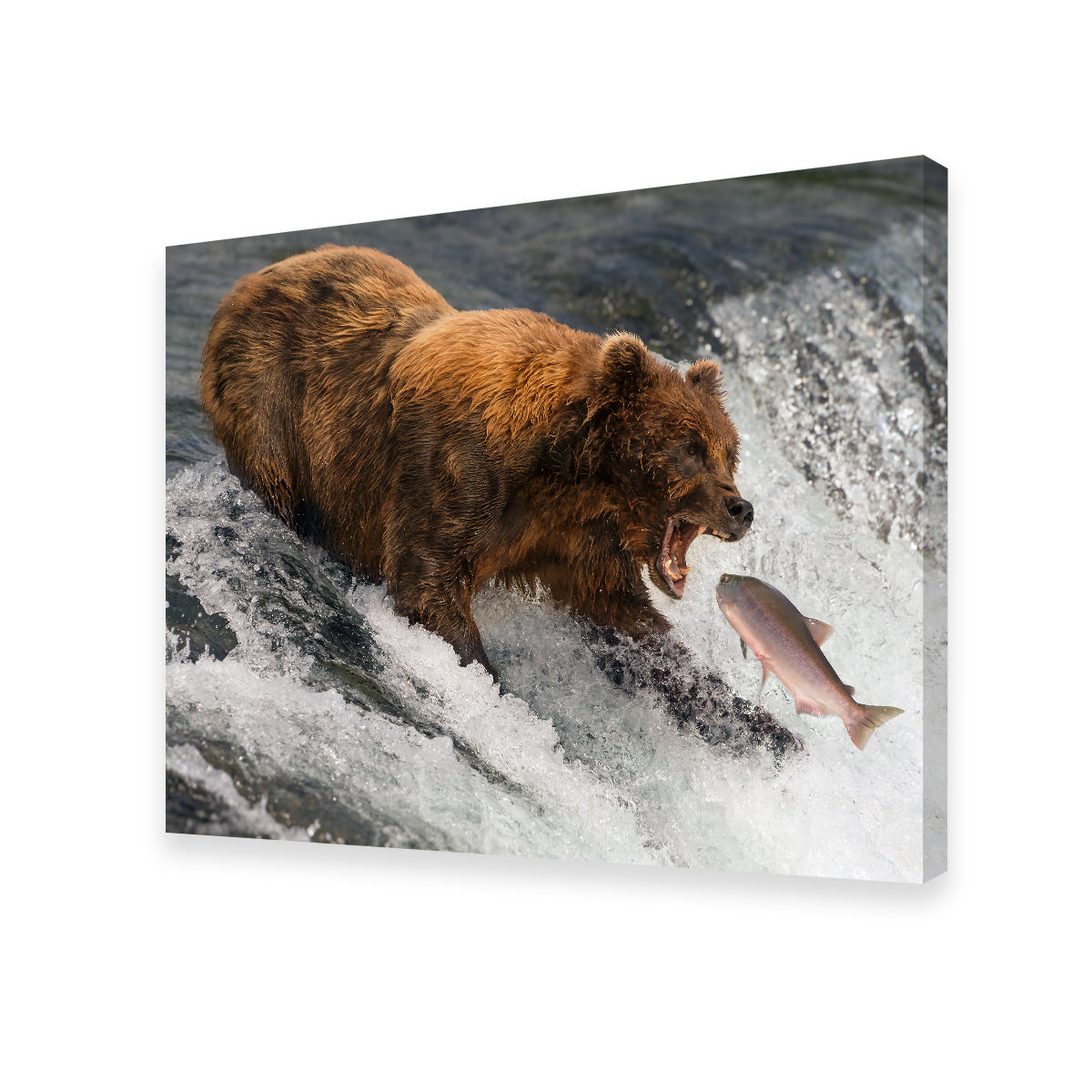 Bear Catching Salmon Wall Art