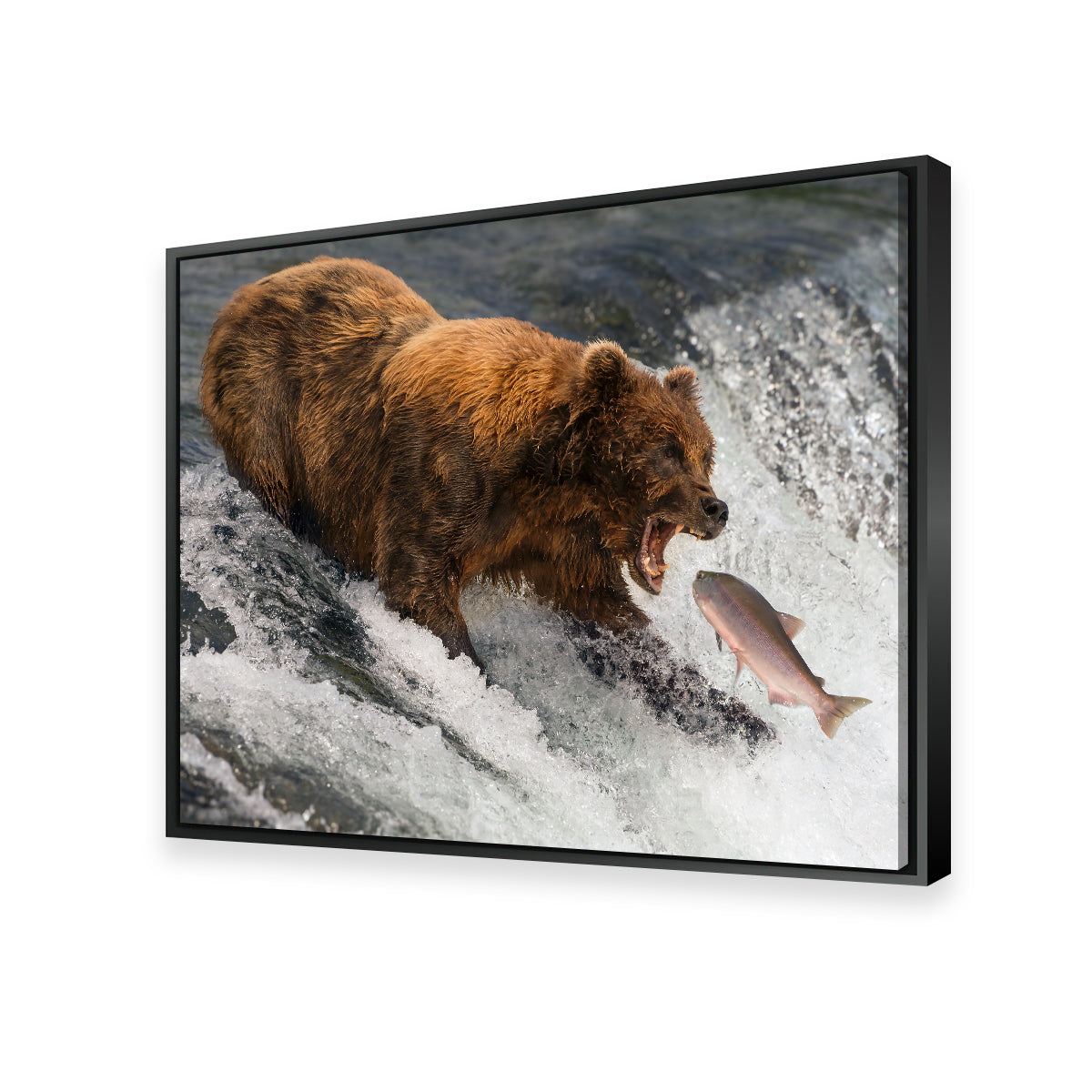 Bear Catching Salmon Wall Art