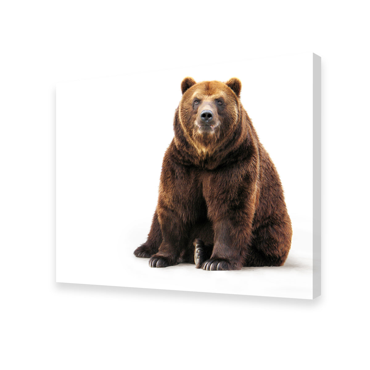 Bear on White Wall Art