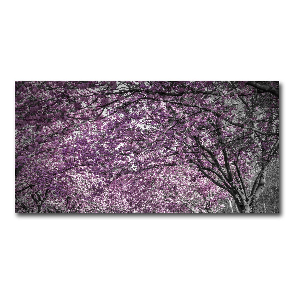 AUTO-MOCKUP WHITE | Beautiful cherry blossom alley in pink | 1 Piece | Gallery Wrap Canvas | group=2x1