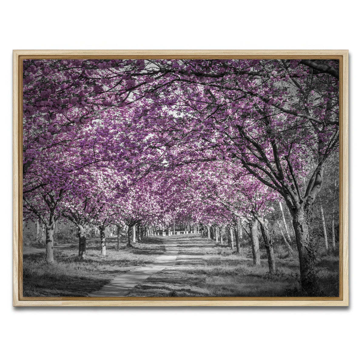 AUTO-MOCKUP WHITE | Beautiful cherry blossom alley in pink | 1 Piece | Natural Framed Canvas | group=4x3