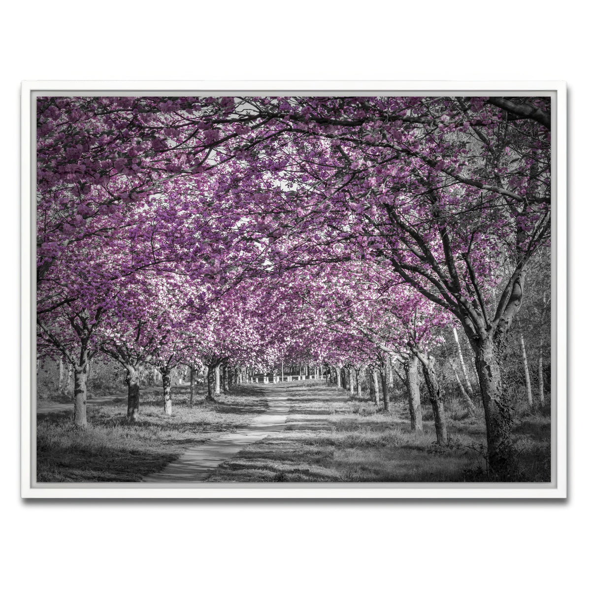 AUTO-MOCKUP WHITE | Beautiful cherry blossom alley in pink | 1 Piece | White Framed Canvas | group=4x3