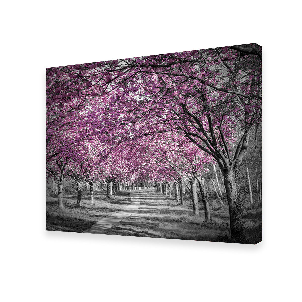 Beautiful Cherry Blossom Alley in Pink Wall Art