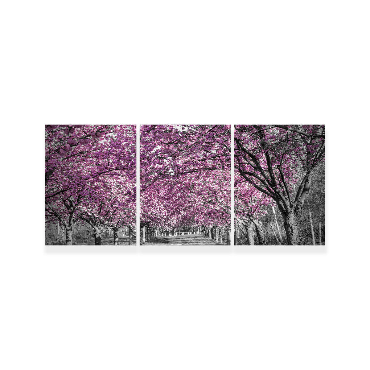 Beautiful Cherry Blossom Alley in Pink Wall Art