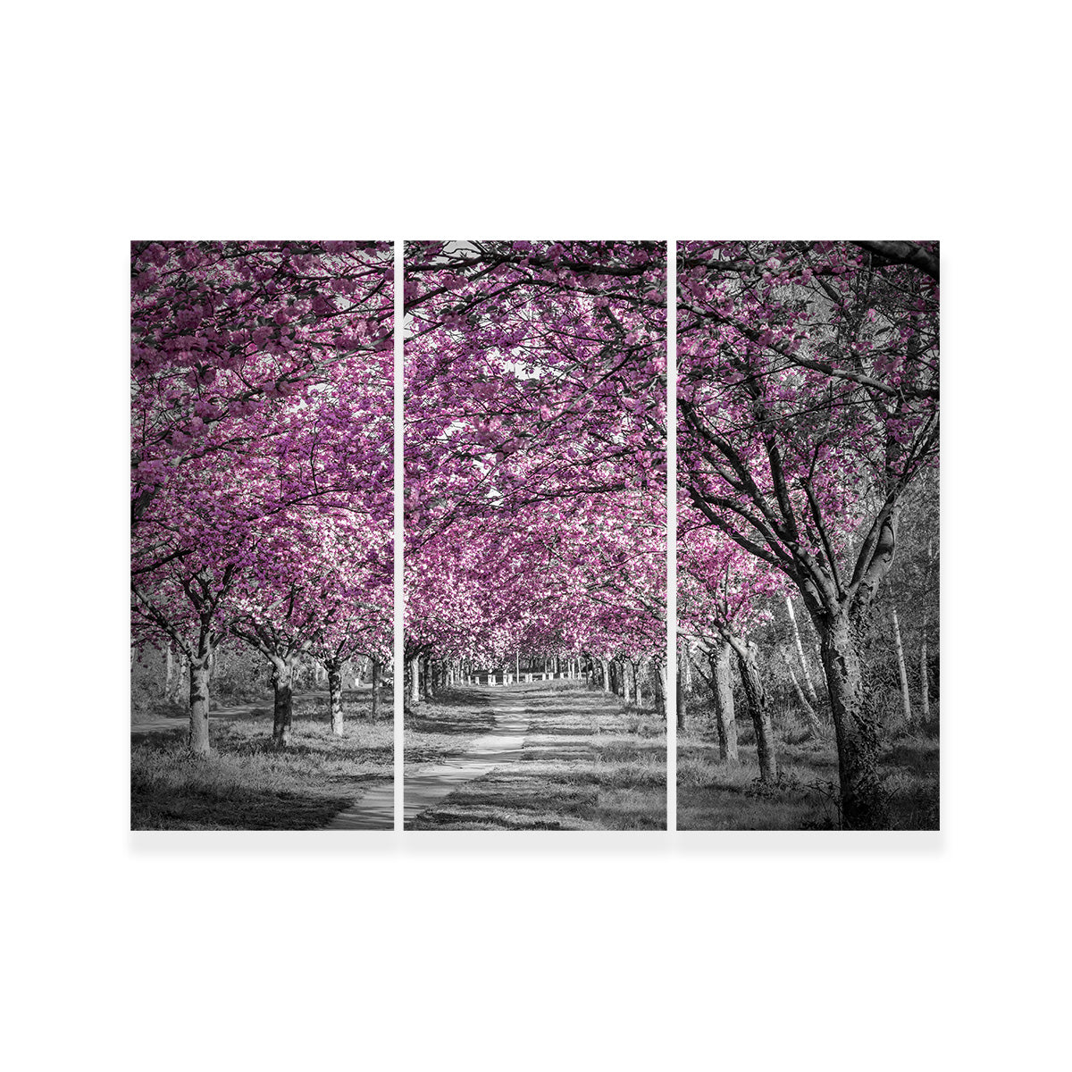 Beautiful Cherry Blossom Alley in Pink Wall Art