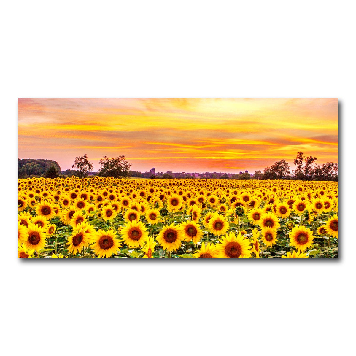 AUTO-MOCKUP WHITE | Bed of Sunflowers | 1 Piece | Gallery Wrap Canvas | group=2x1