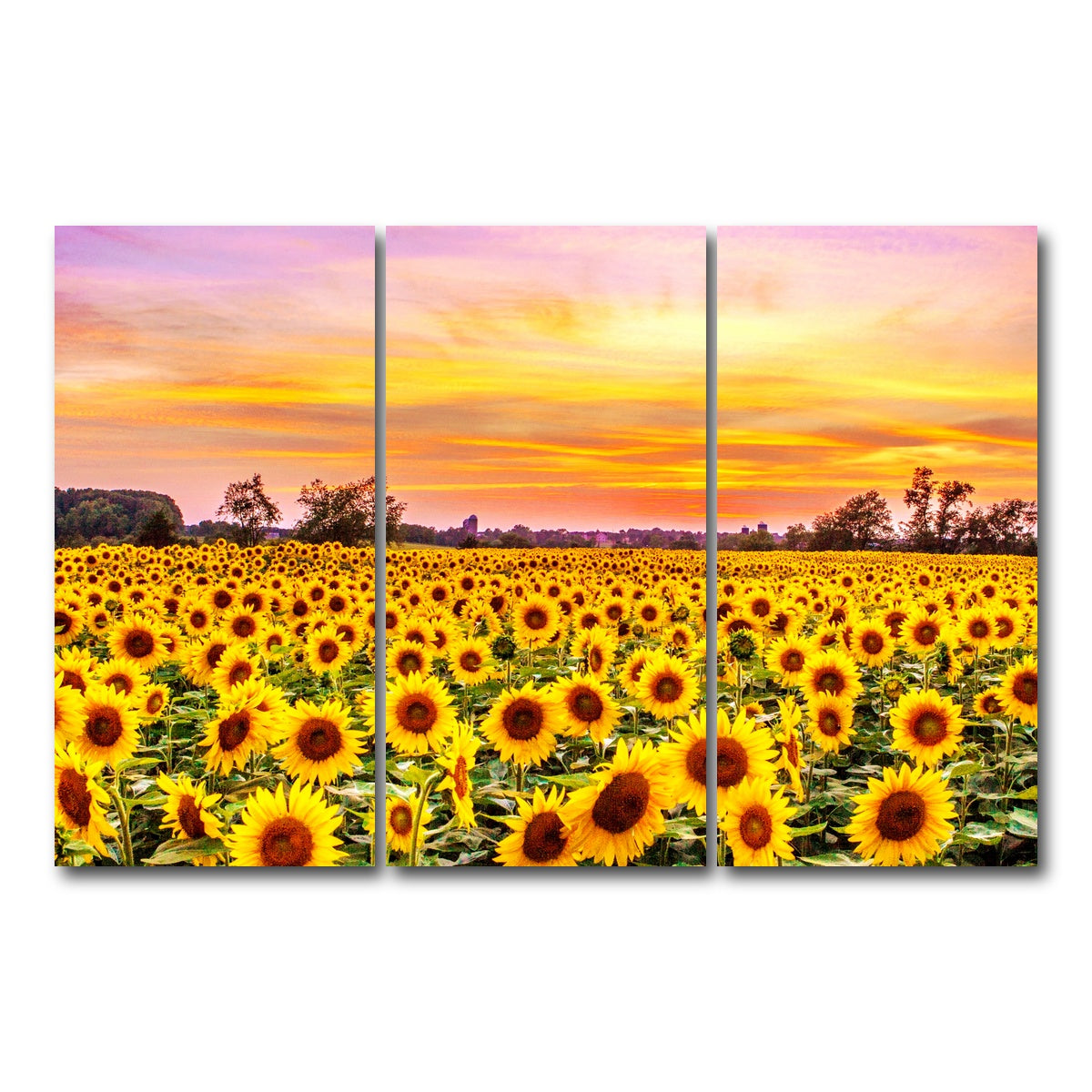 AUTO-MOCKUP WHITE | Bed of Sunflowers | 3 Piece | Gallery Wrap Canvas | group=12x24