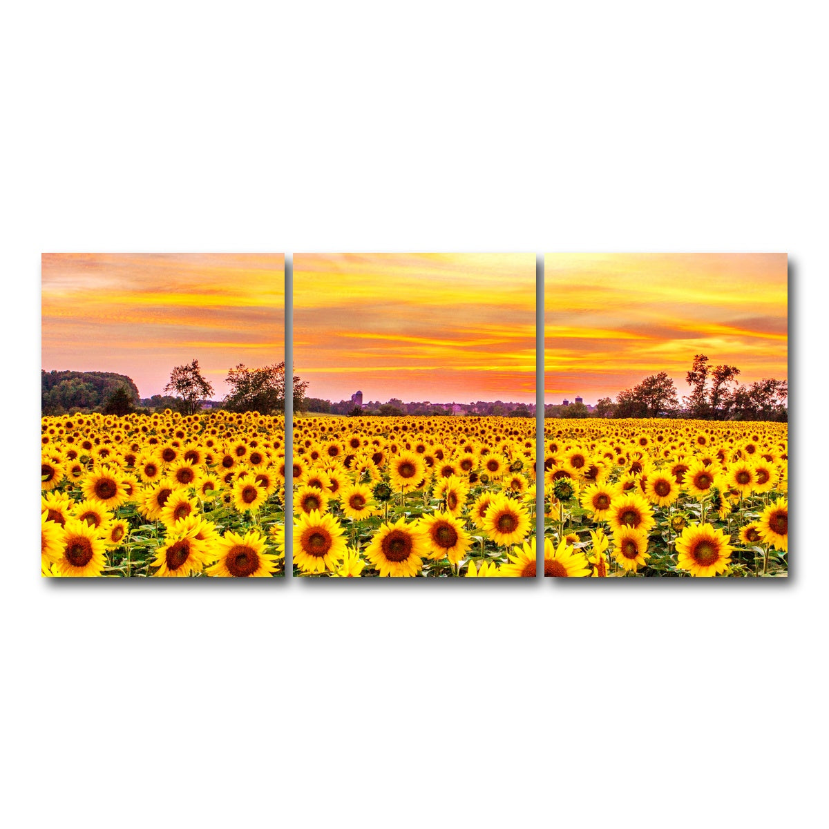 AUTO-MOCKUP WHITE | Bed of Sunflowers | 3 Piece | Gallery Wrap Canvas | group=18x24