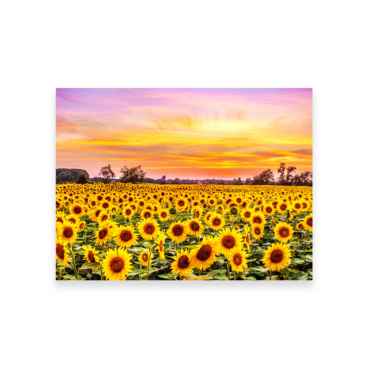 Bed of Sunflowers Wall Art