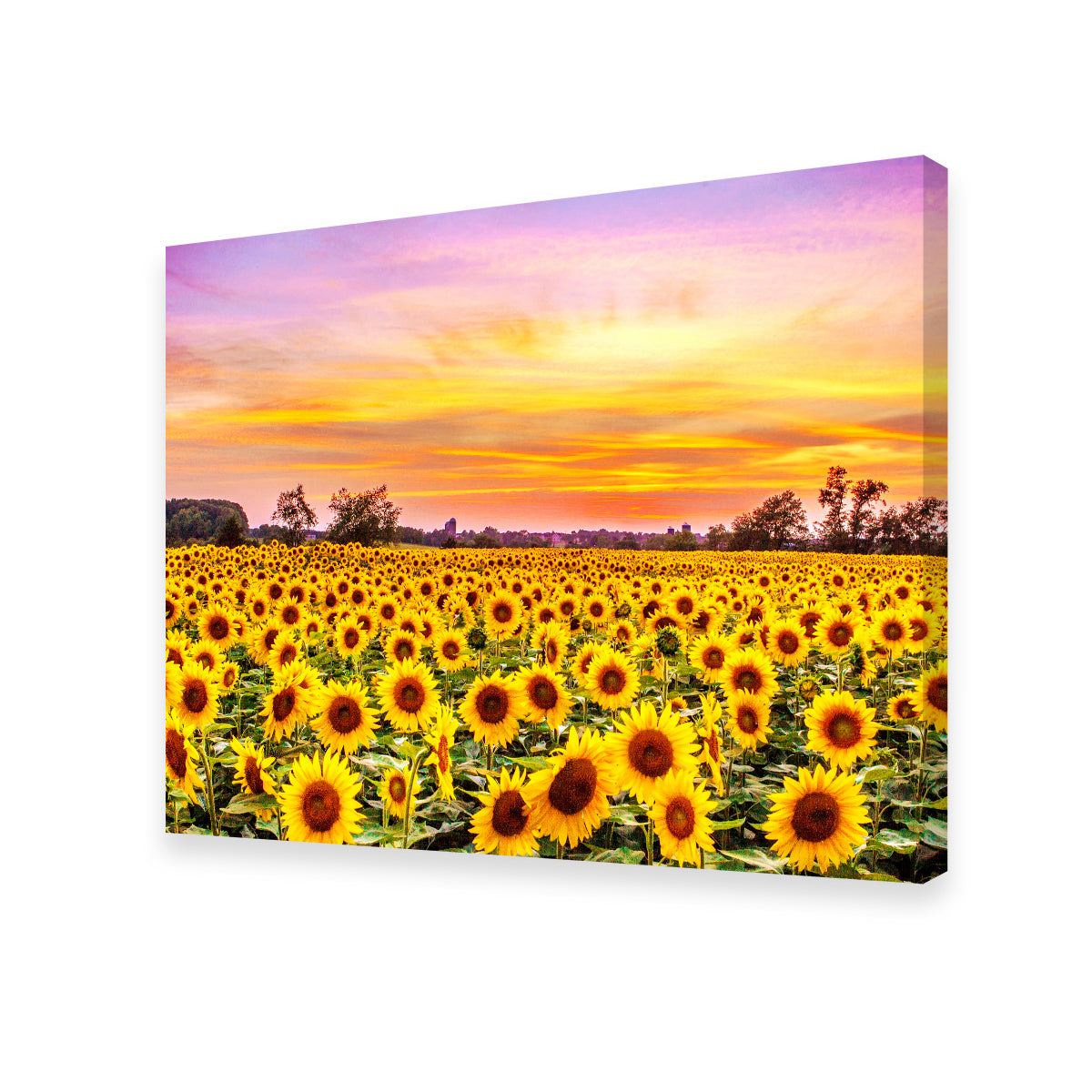 Bed of Sunflowers Wall Art