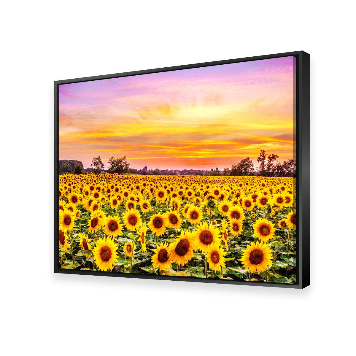 Bed of Sunflowers Wall Art
