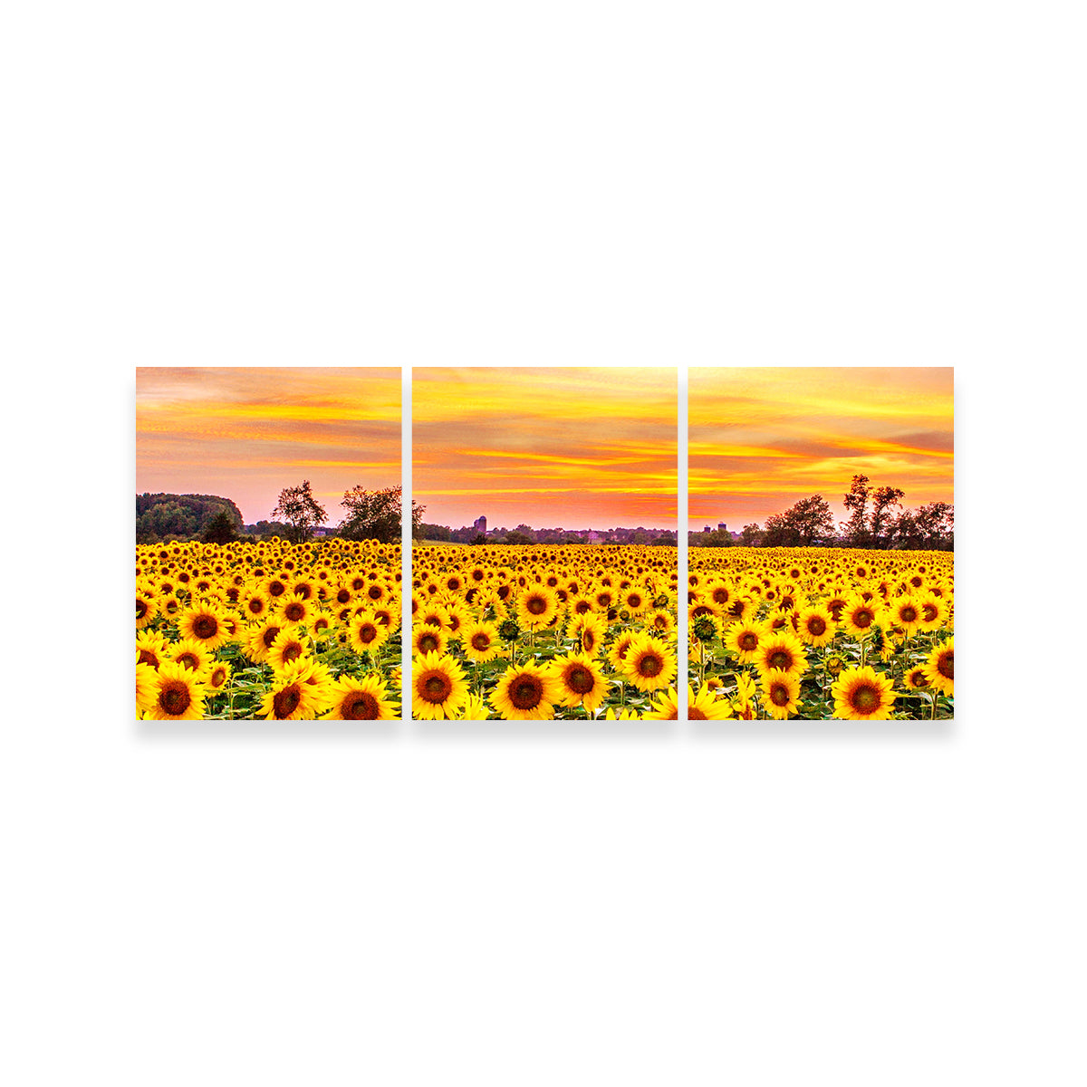Bed of Sunflowers Wall Art