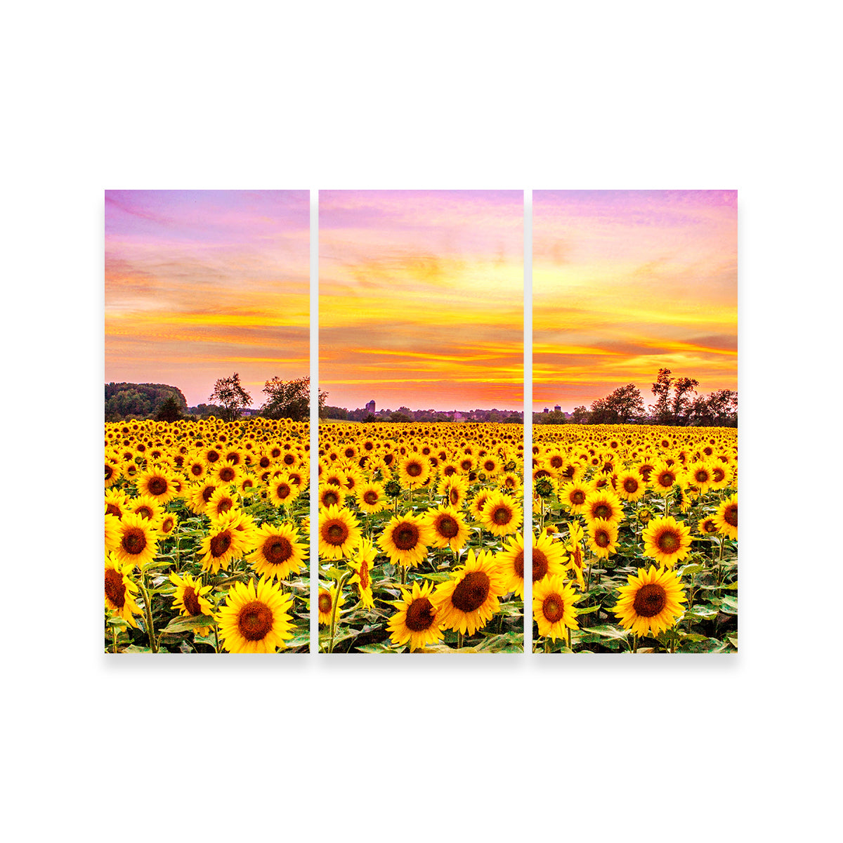 Bed of Sunflowers Wall Art