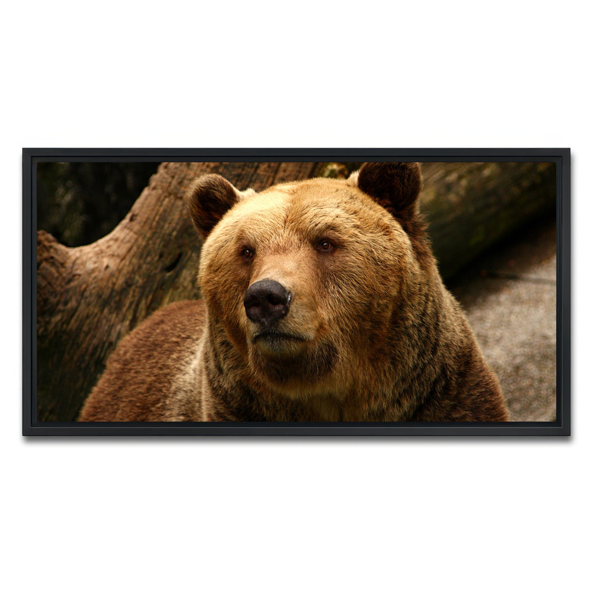 AUTO-MOCKUP WHITE | Big grizzly | 1 Piece | Black Framed Canvas | group=2x1