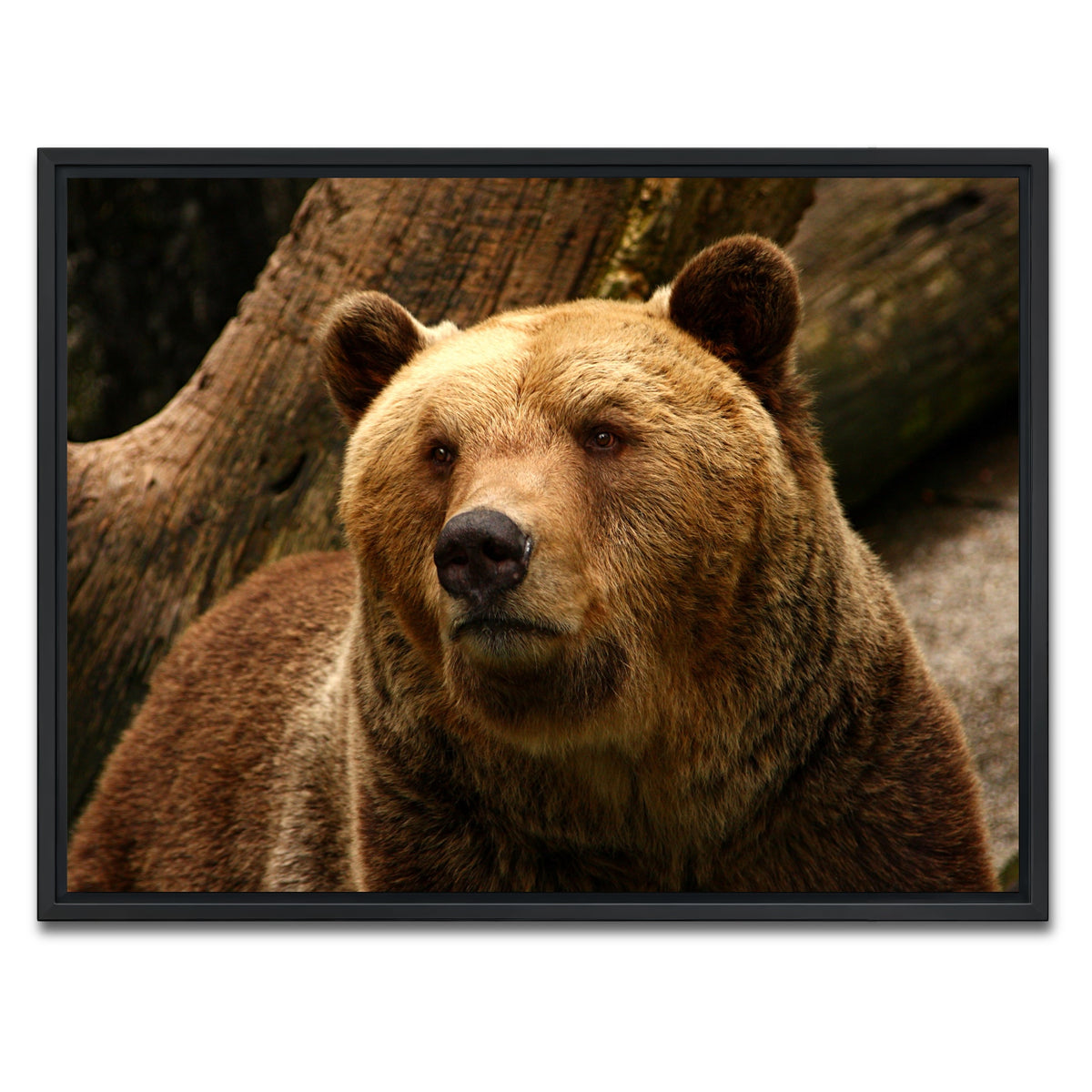 AUTO-MOCKUP WHITE | Big grizzly | 1 Piece | Black Framed Canvas | group=4x3