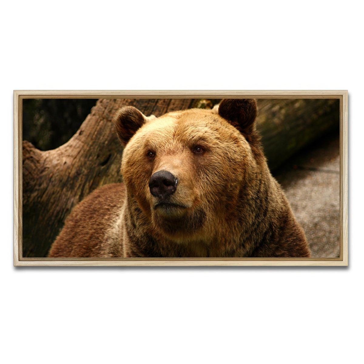 AUTO-MOCKUP WHITE | Big grizzly | 1 Piece | Natural Framed Canvas | group=2x1