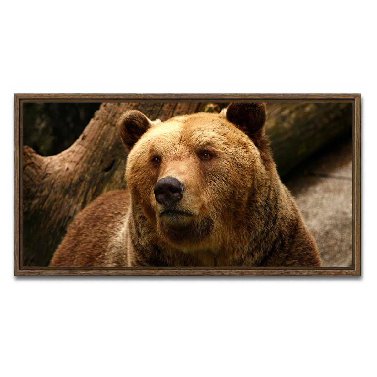 AUTO-MOCKUP WHITE | Big grizzly | 1 Piece | Walnut Framed Canvas | group=2x1