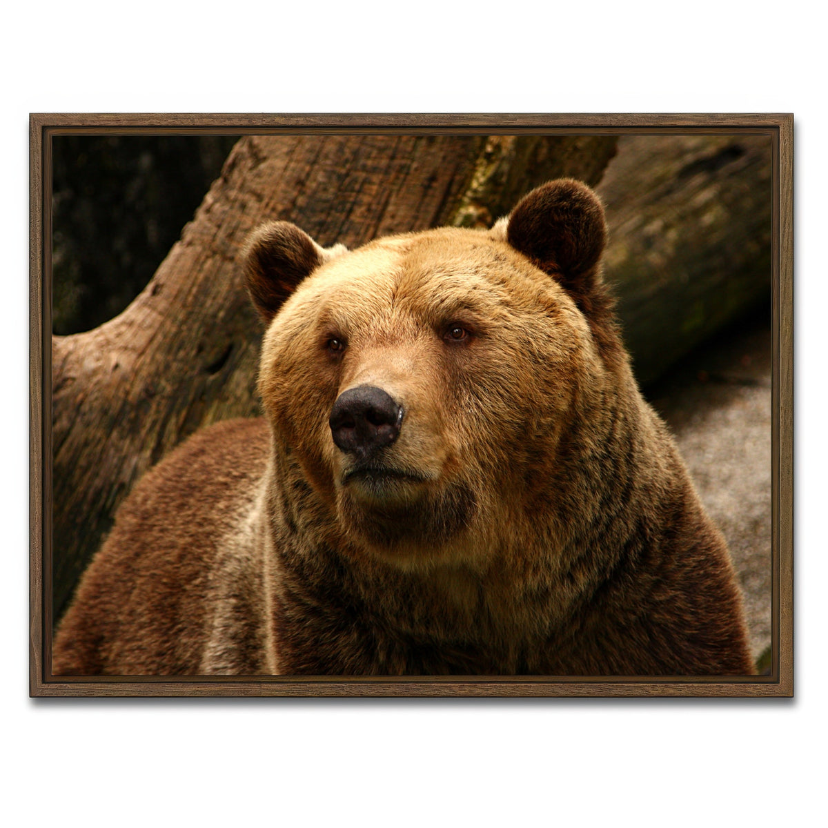 AUTO-MOCKUP WHITE | Big grizzly | 1 Piece | Walnut Framed Canvas | group=4x3