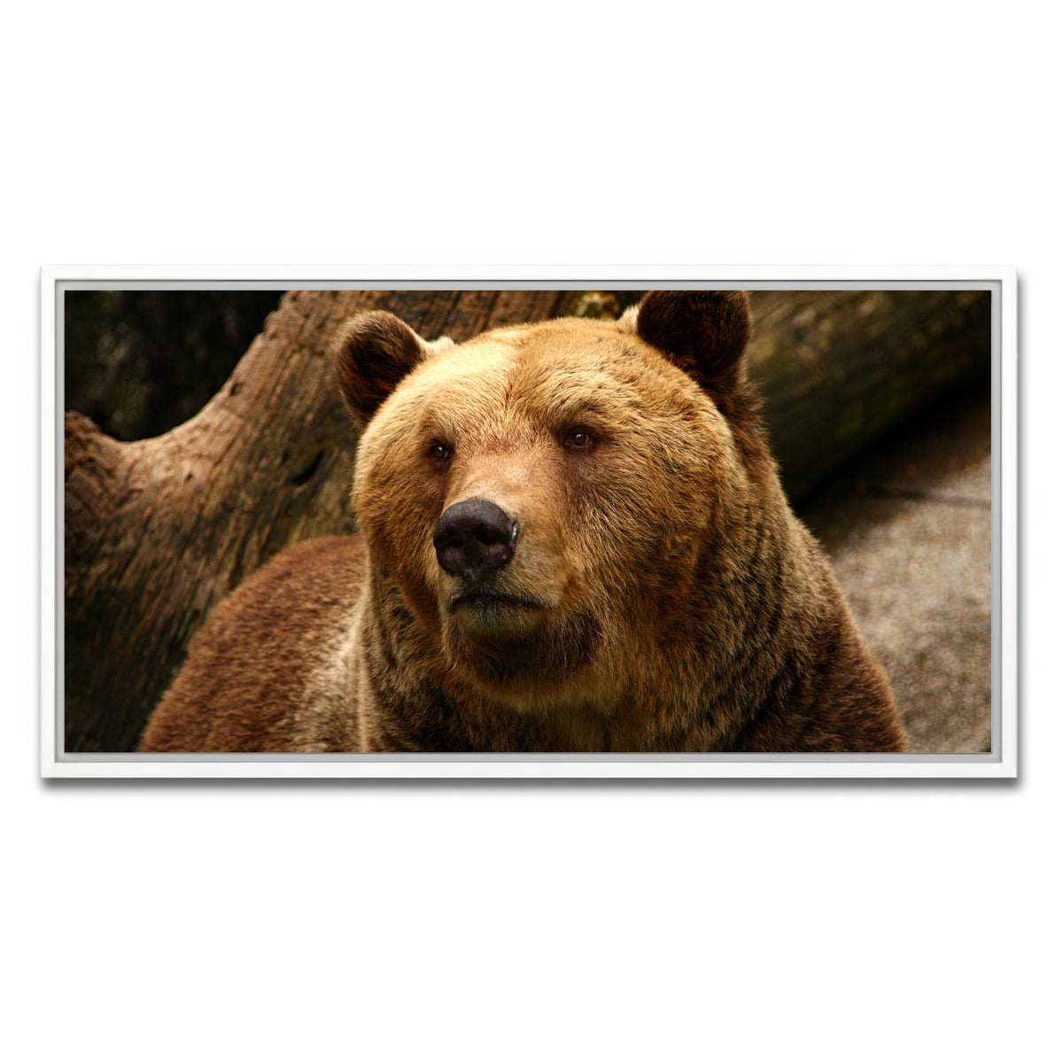 AUTO-MOCKUP WHITE | Big grizzly | 1 Piece | White Framed Canvas | group=2x1