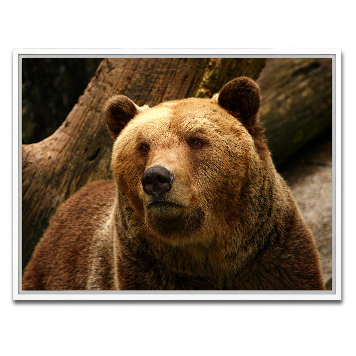 AUTO-MOCKUP WHITE | Big grizzly | 1 Piece | White Framed Canvas | group=4x3