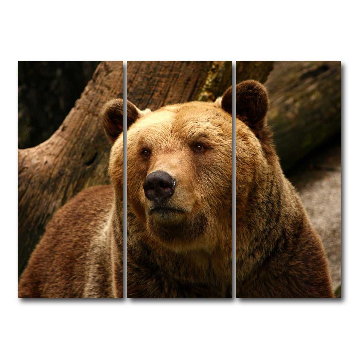 AUTO-MOCKUP WHITE | Big grizzly | 3 Piece | Gallery Wrap Canvas | group=8x18