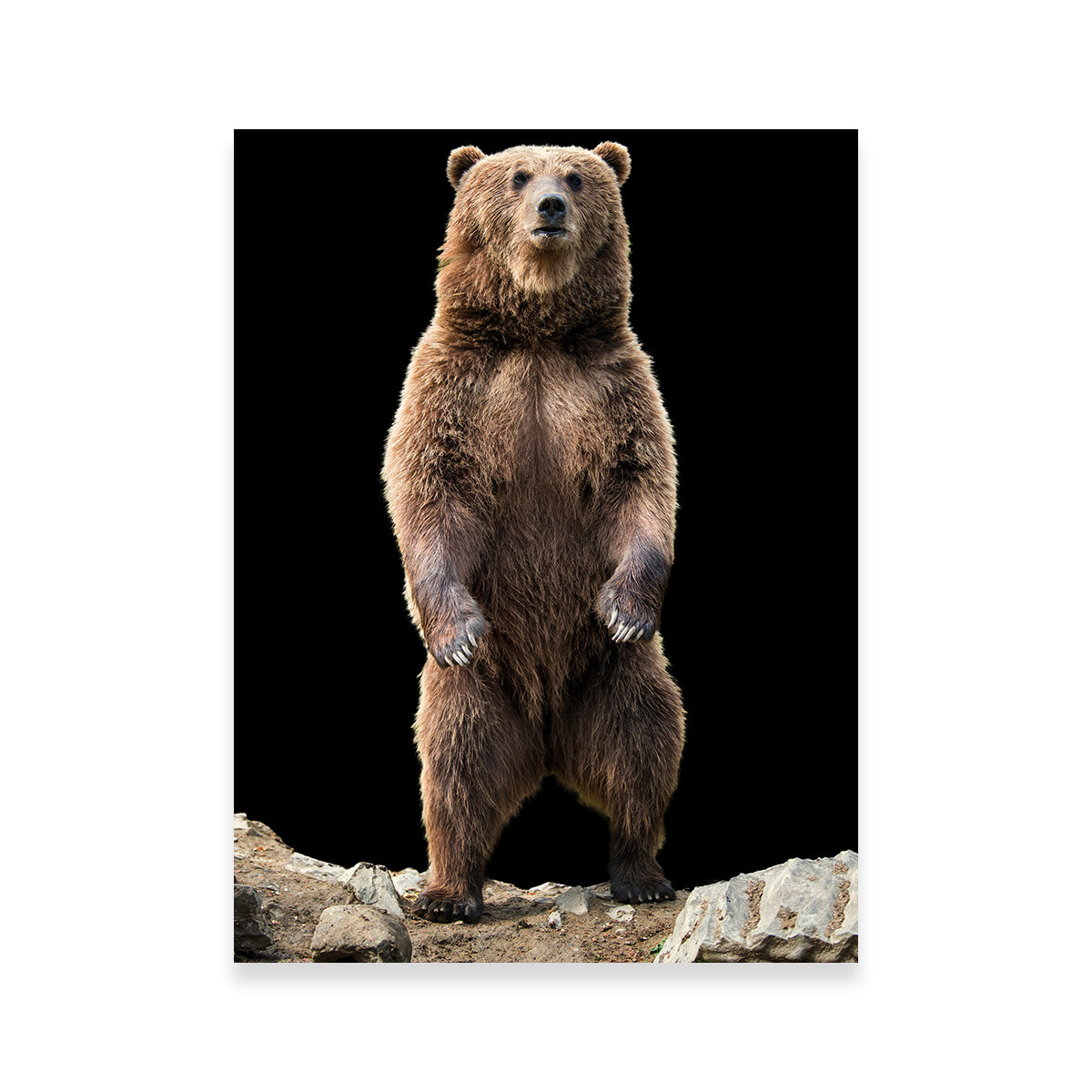 Big Brown Bear Standing Wall Art