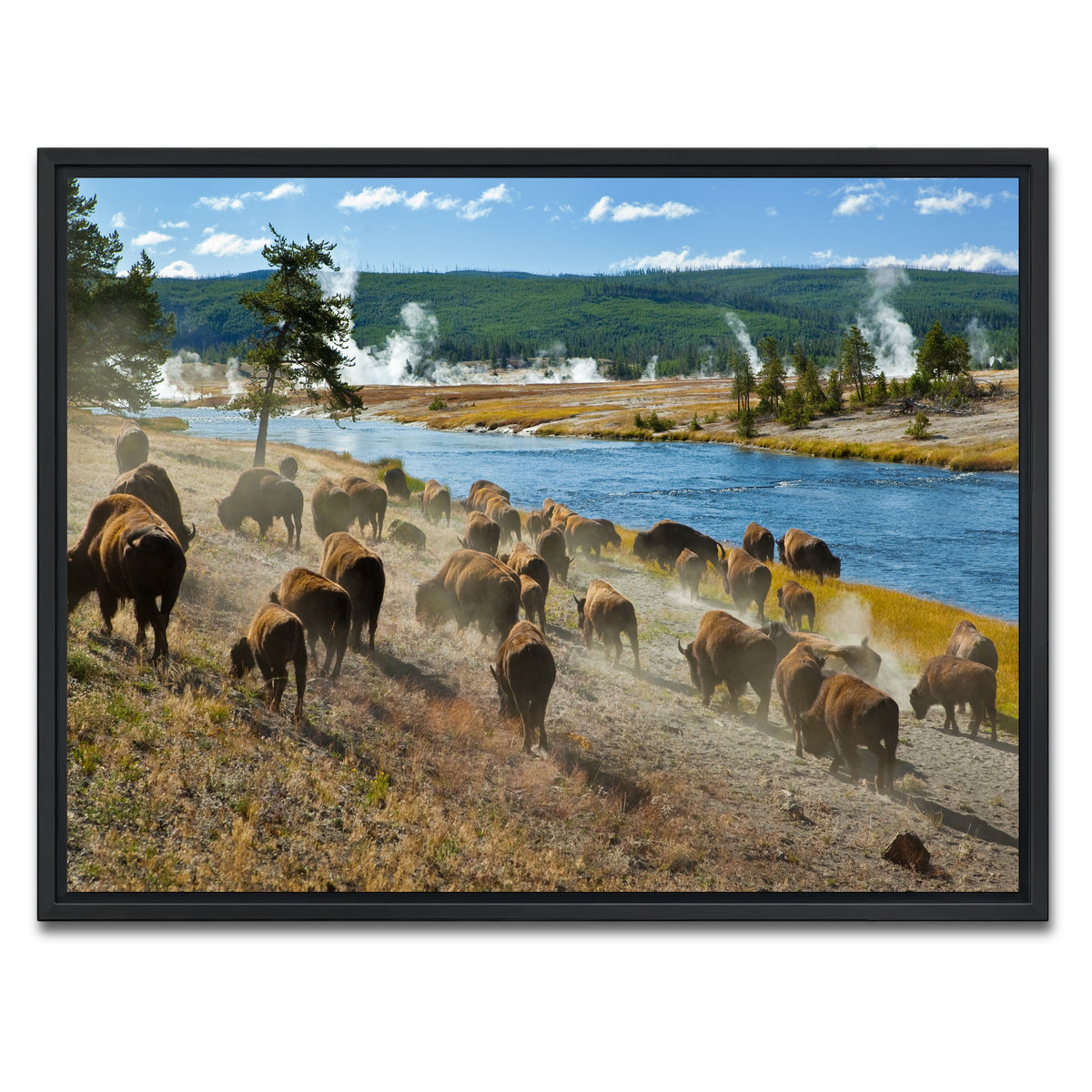 AUTO-MOCKUP WHITE | Bison Herd in Yellowstone | 1 Piece | Black Framed Canvas | group=4x3