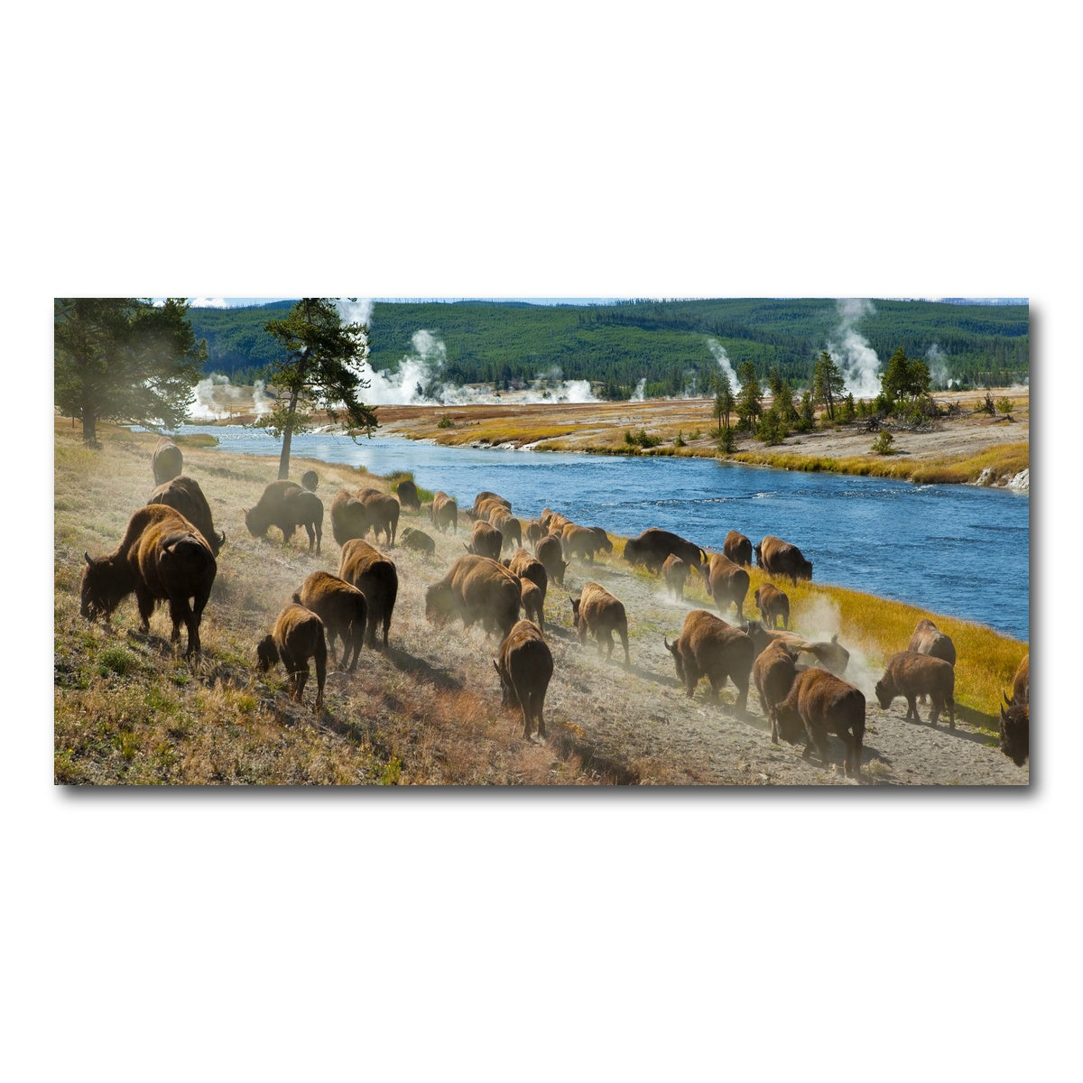 AUTO-MOCKUP WHITE | Bison Herd in Yellowstone | 1 Piece | Gallery Wrap Canvas | group=2x1