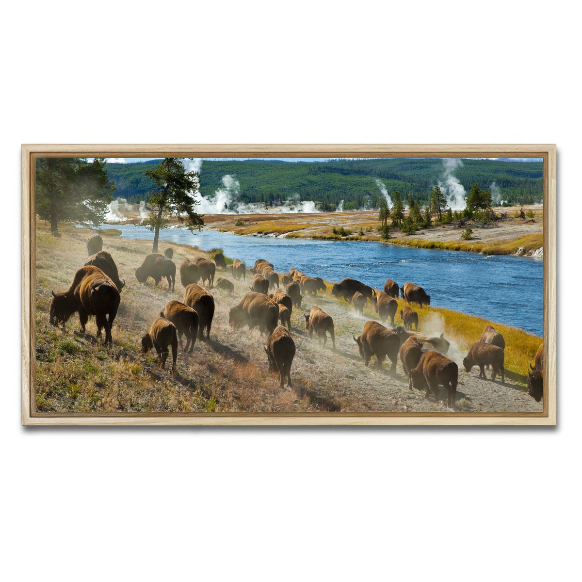 AUTO-MOCKUP WHITE | Bison Herd in Yellowstone | 1 Piece | Natural Framed Canvas | group=2x1