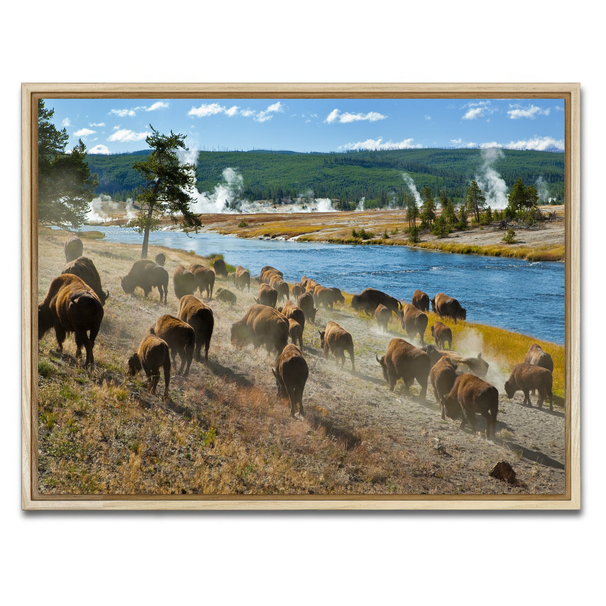 AUTO-MOCKUP WHITE | Bison Herd in Yellowstone | 1 Piece | Natural Framed Canvas | group=4x3