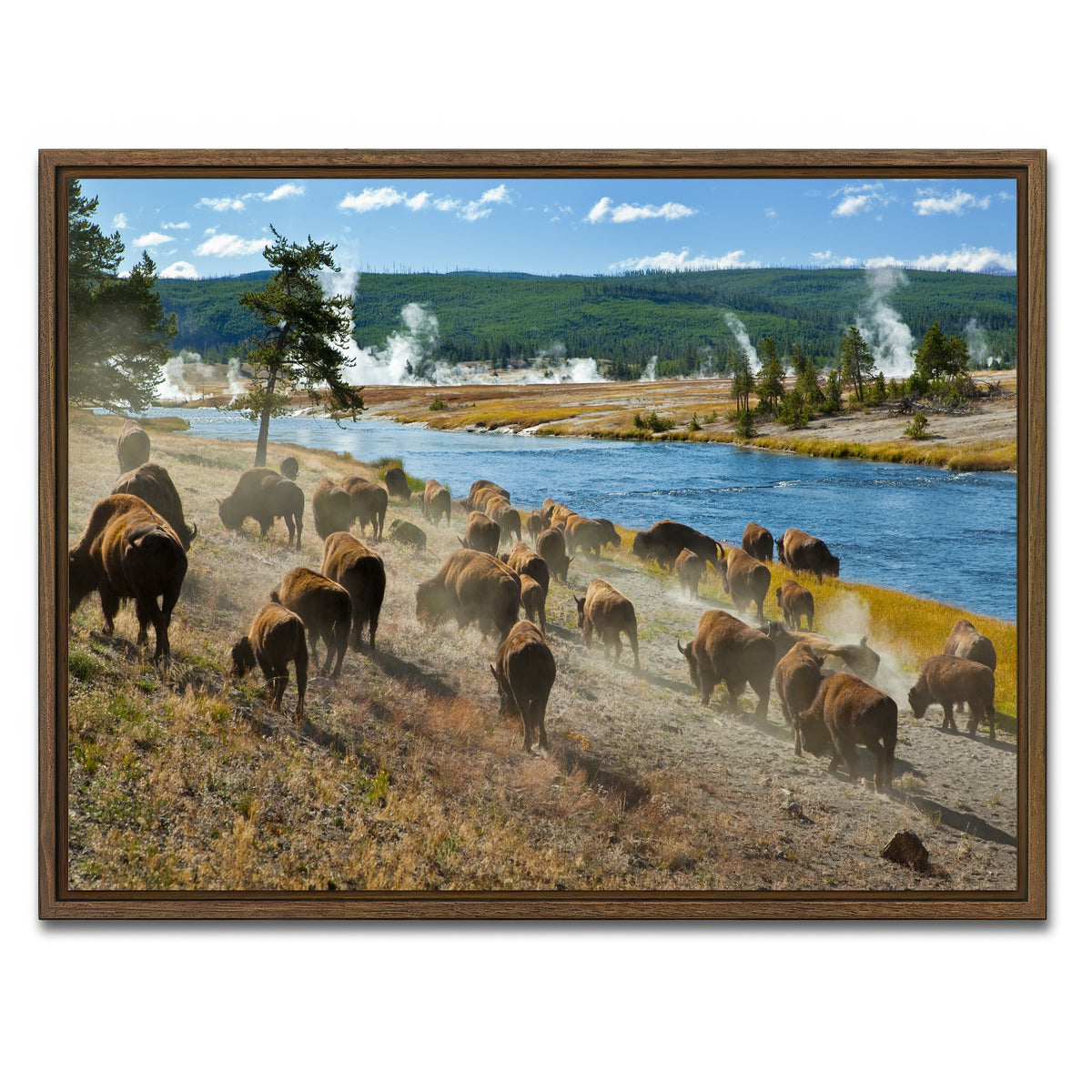 AUTO-MOCKUP WHITE | Bison Herd in Yellowstone | 1 Piece | Walnut Framed Canvas | group=4x3