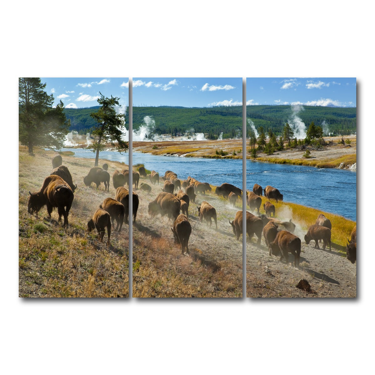 AUTO-MOCKUP WHITE | Bison Herd in Yellowstone | 3 Piece | Gallery Wrap Canvas | group=12x24