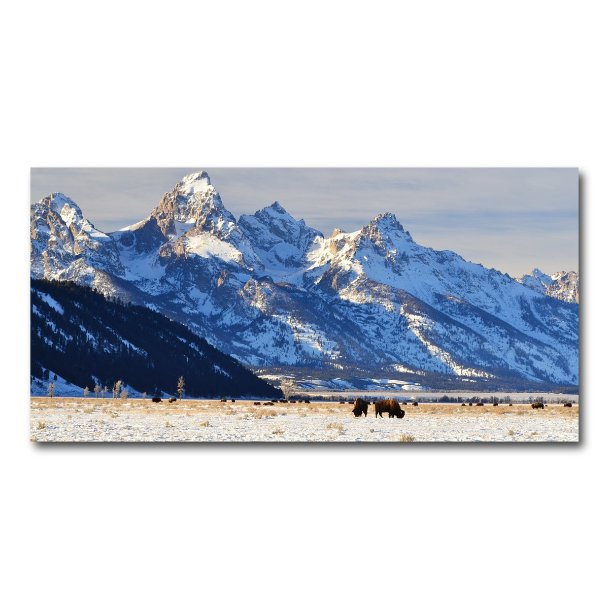 AUTO-MOCKUP WHITE | Bison grazing - Grand Teton National Park | 1 Piece | Gallery Wrap Canvas | group=2x1