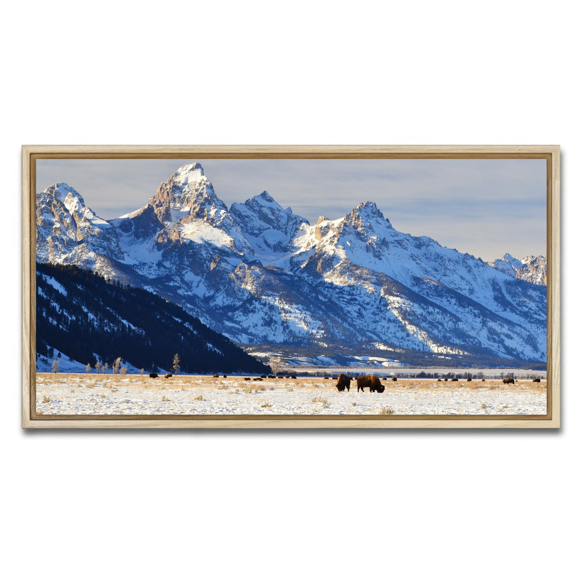 AUTO-MOCKUP WHITE | Bison grazing - Grand Teton National Park | 1 Piece | Natural Framed Canvas | group=2x1