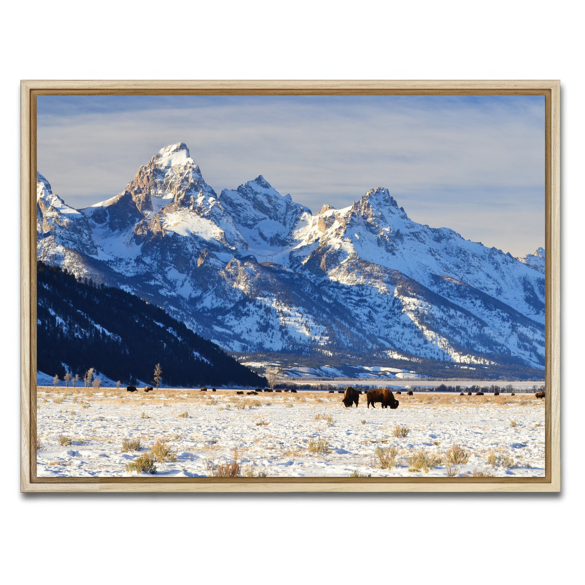 AUTO-MOCKUP WHITE | Bison grazing - Grand Teton National Park | 1 Piece | Natural Framed Canvas | group=4x3