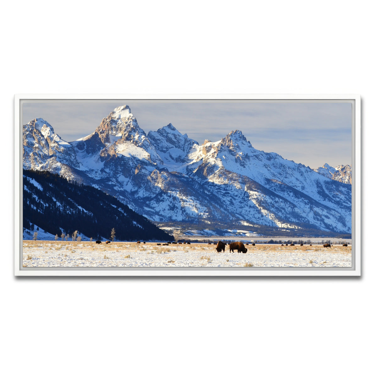 AUTO-MOCKUP WHITE | Bison grazing - Grand Teton National Park | 1 Piece | White Framed Canvas | group=2x1