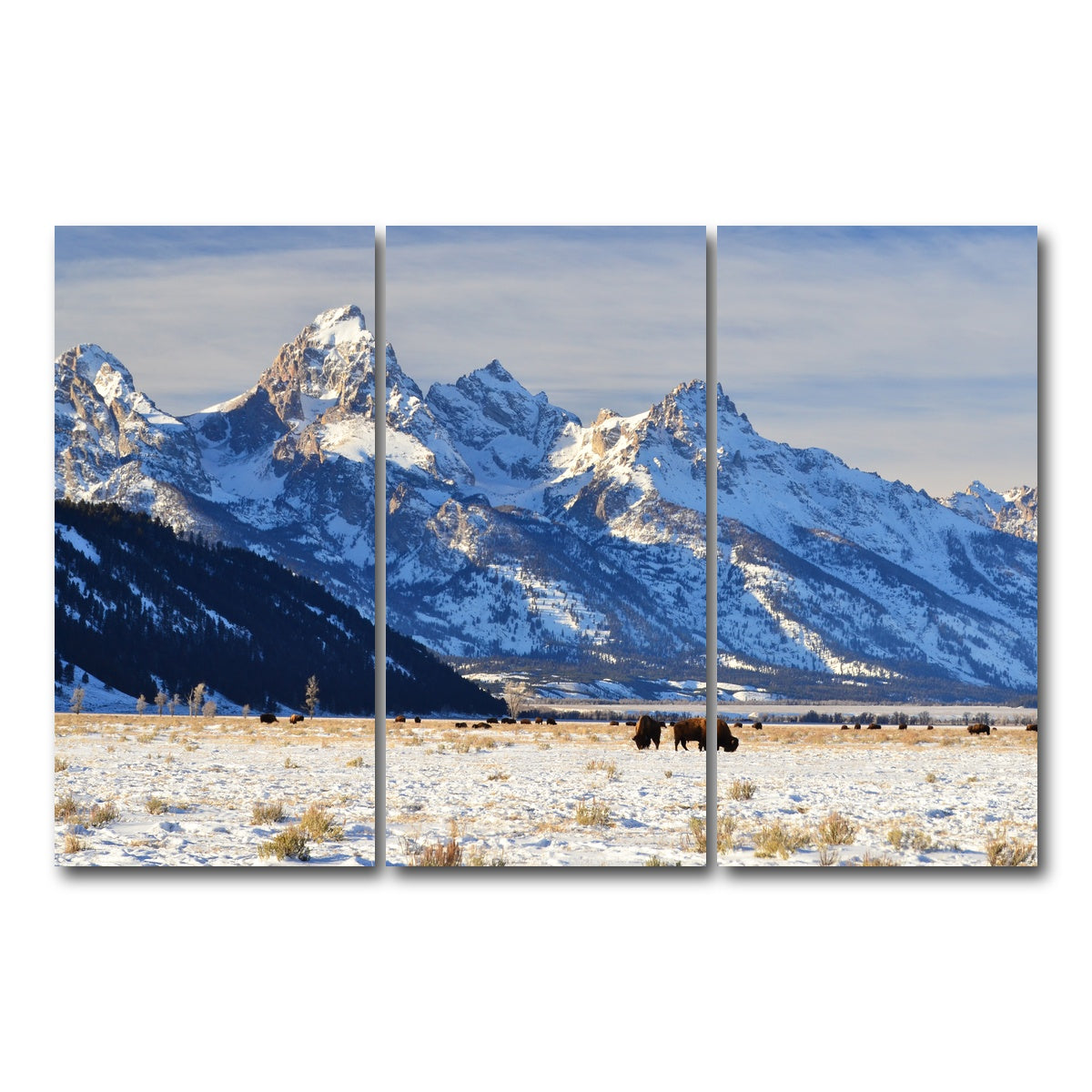 AUTO-MOCKUP WHITE | Bison grazing - Grand Teton National Park | 3 Piece | Gallery Wrap Canvas | group=12x24
