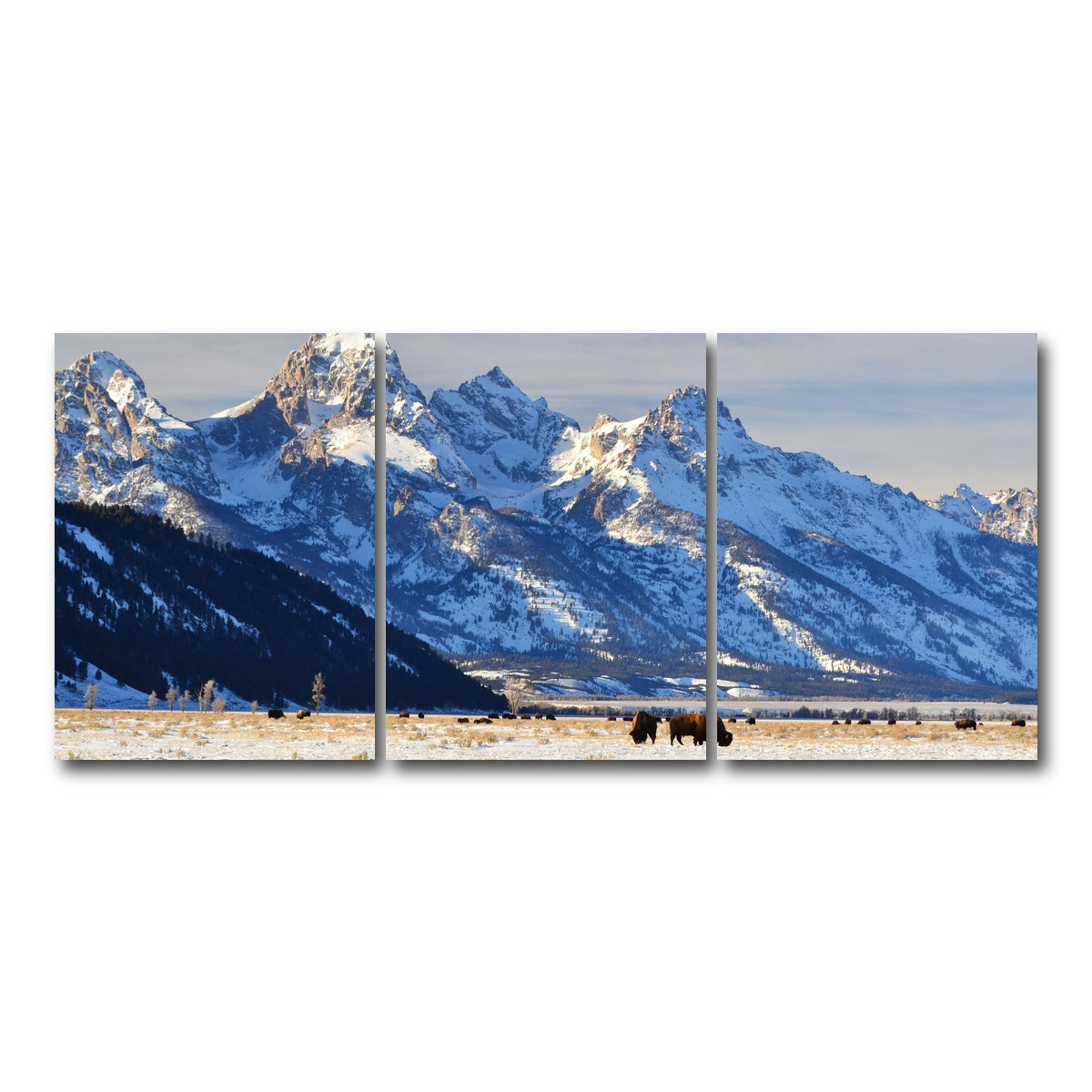 AUTO-MOCKUP WHITE | Bison grazing - Grand Teton National Park | 3 Piece | Gallery Wrap Canvas | group=18x24