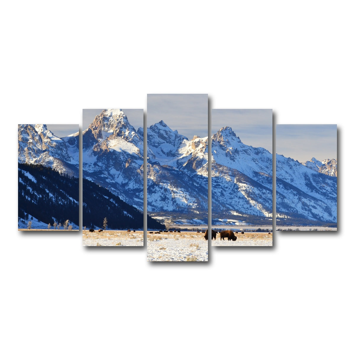 AUTO-MOCKUP WHITE | Bison grazing - Grand Teton National Park | 5 Piece | Gallery Wrap Canvas | group=5_normal