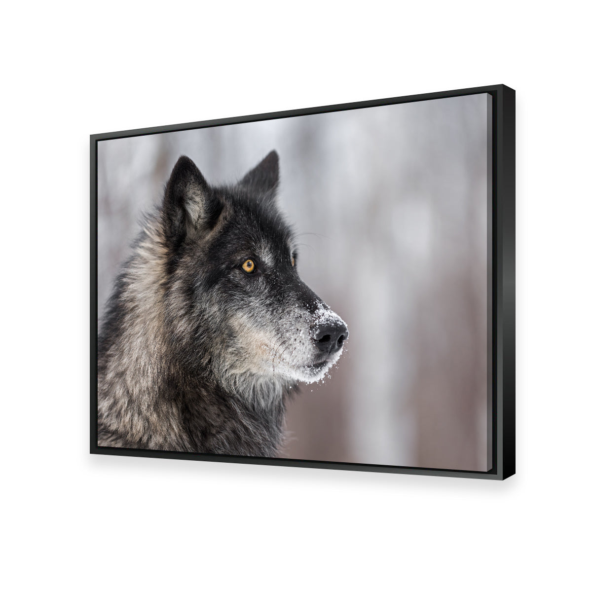 Black Grey Wolf Wall Art