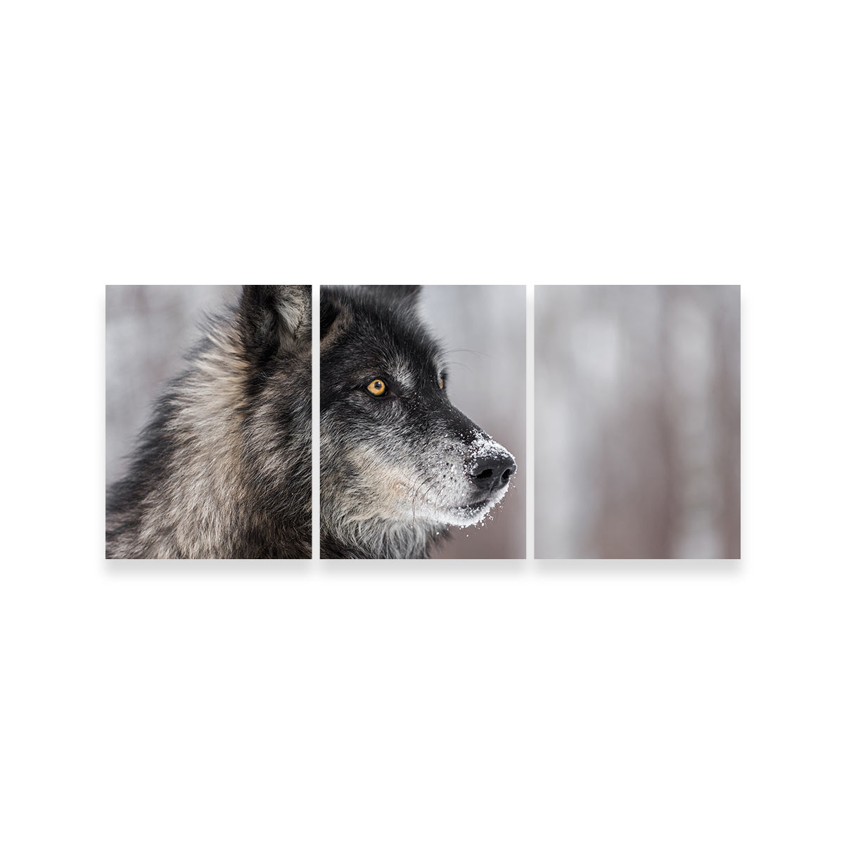 Black Grey Wolf Wall Art