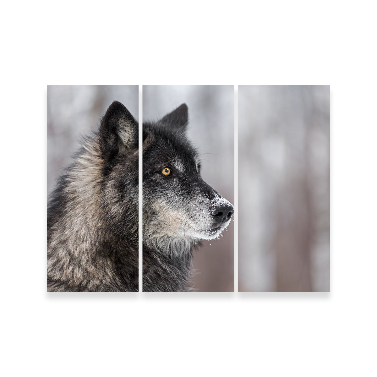 Black Grey Wolf Wall Art