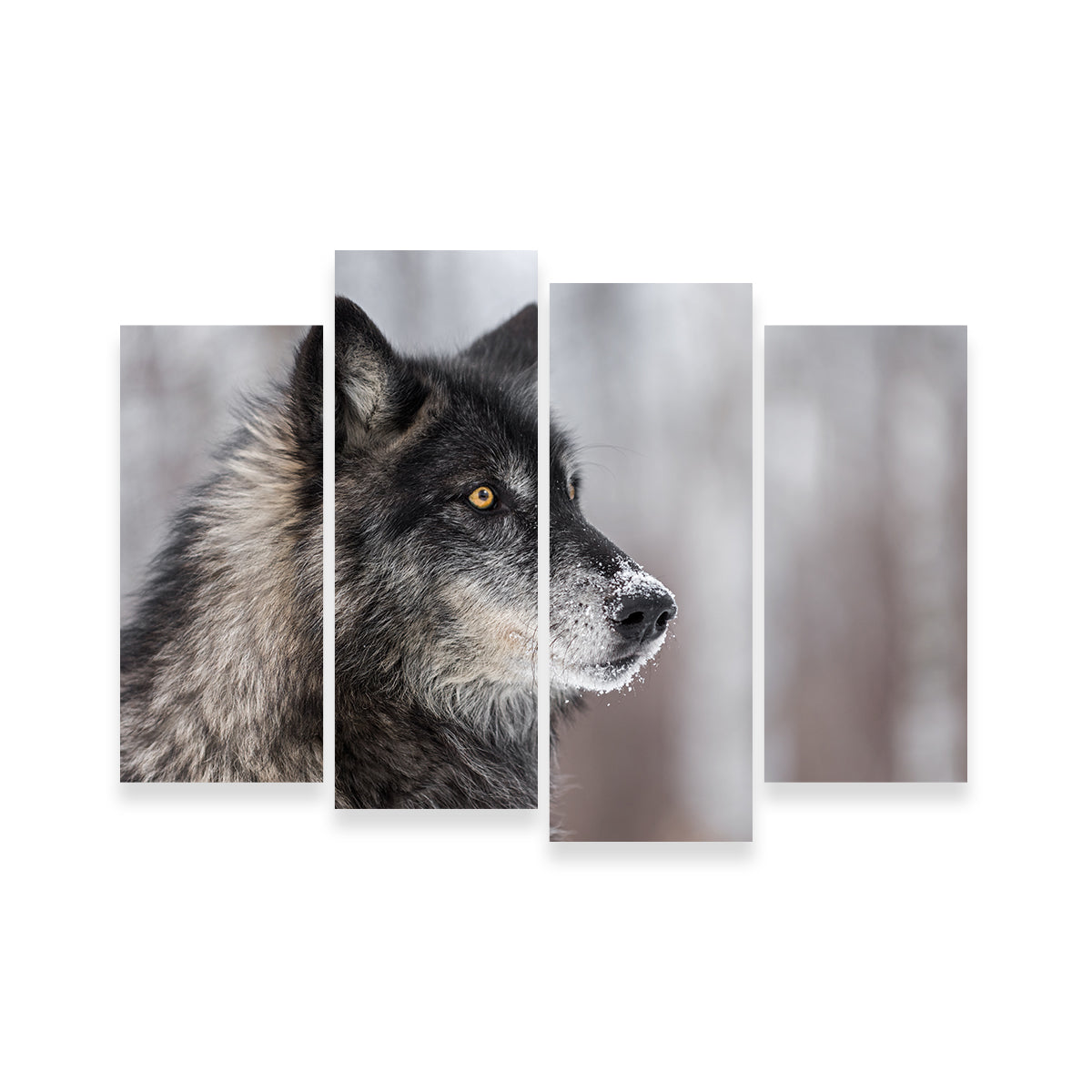 Black Grey Wolf Wall Art