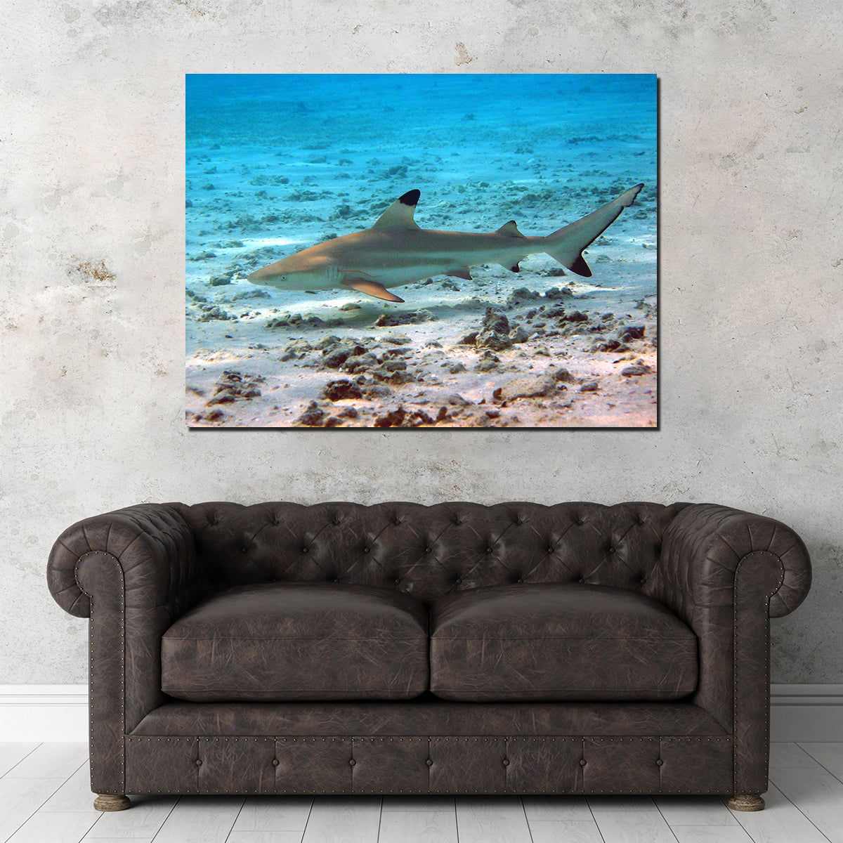 Black Tip Reef Shark Wall Art