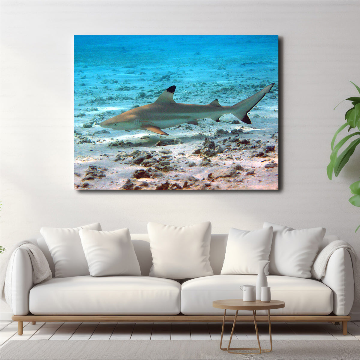 Black Tip Reef Shark Wall Art