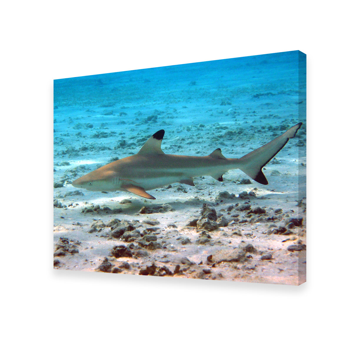 Black Tip Reef Shark Wall Art