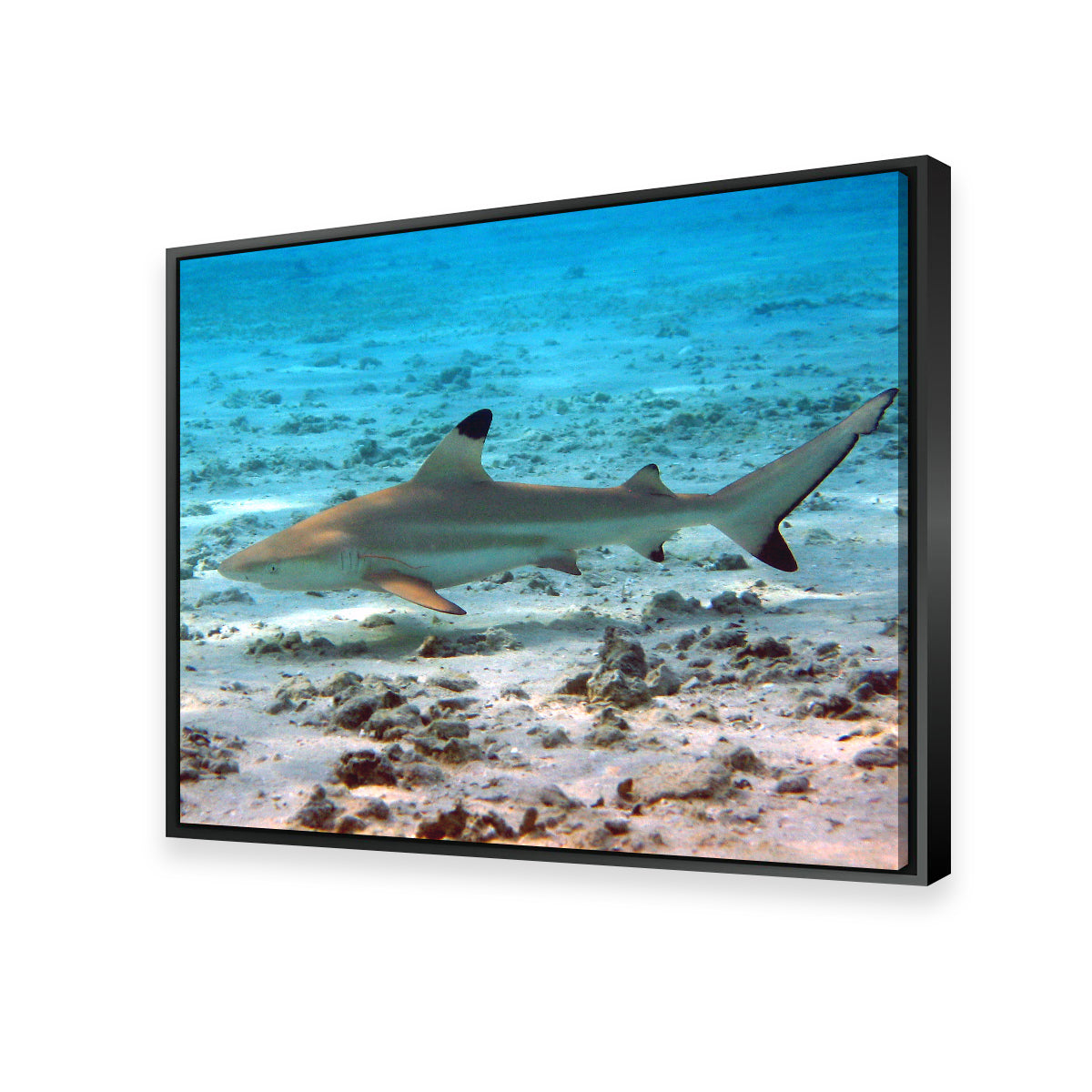 Black Tip Reef Shark Wall Art